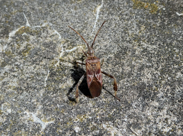 Leptoglossus occidentalis - nyugati levéllábú poloska Leptoglossus occidentalis - nyugati levéllábú poloska