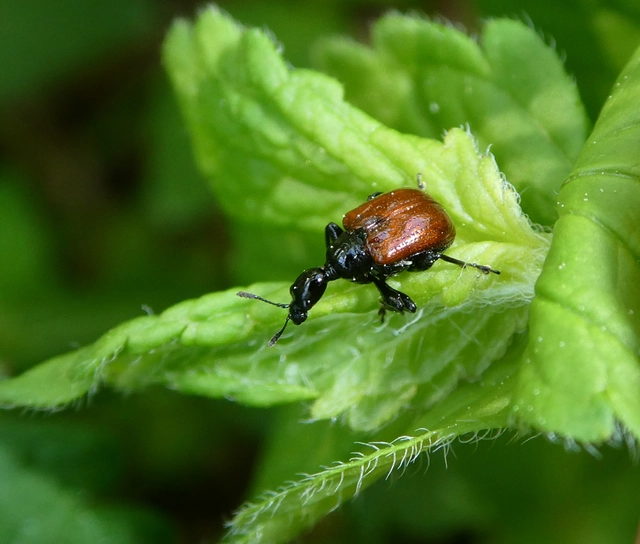 Compsapoderus erythropterus - füzike-levélsodró
