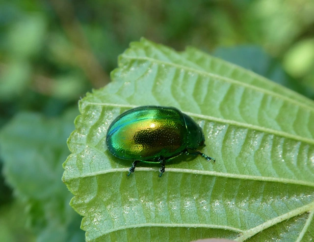 Chrysolina herbacea - zöld mentalevelész