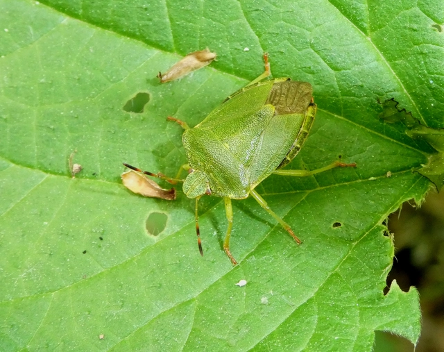 Palomena prasina - zöld bogyómászó-poloska Palomena prasina - zöld bogyómászó-poloska