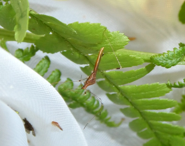 Metatropis rufescens - varázslófű-szúnyogpoloska