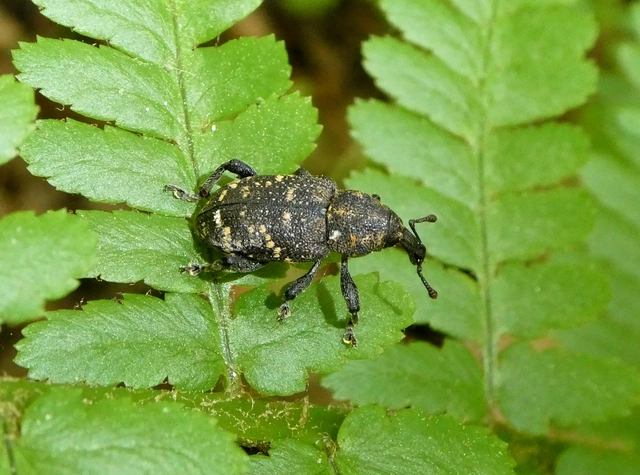 Hylobius abietis - nagy fenyvesormányos