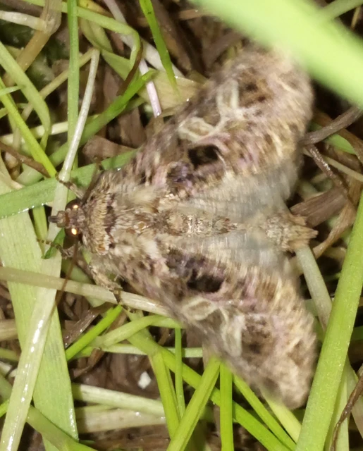 Sideridis rivularis - vörhenyes szegfűbagoly