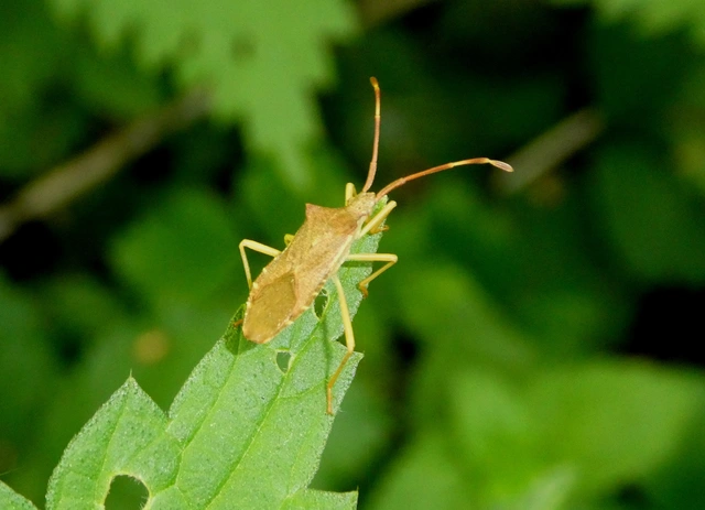 Gonocerus acuteangulatus - aranypetés karimáspoloska