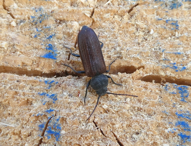 Asemum striatum - komor fenyőcincér