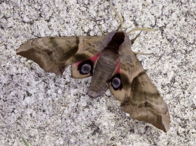 Smerinthus ocellatus - esti pávaszem