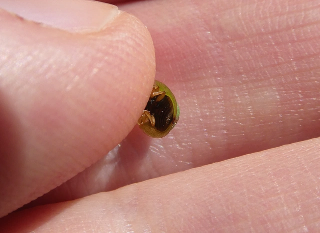 Cassida pannonica - pannon pajzsbogár