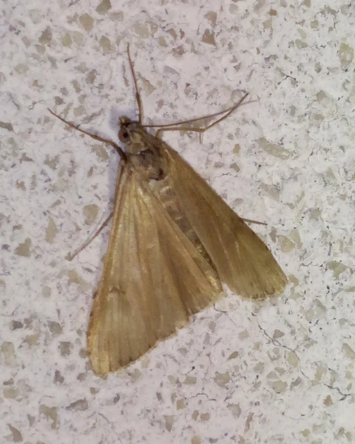 Nomophila noctuella - közönséges vándormoly