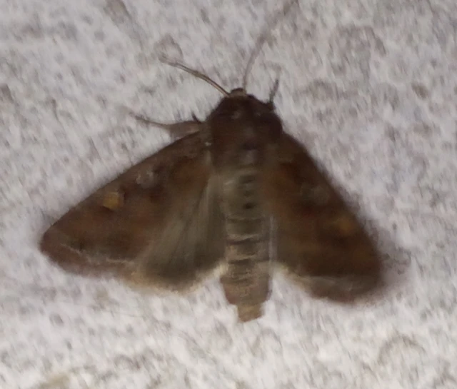 Lacanobia oleracea - saláta-kertibagoly