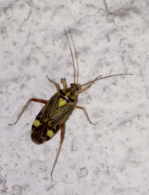 Rhabdomiris striatellus - zebra-mezeipoloska