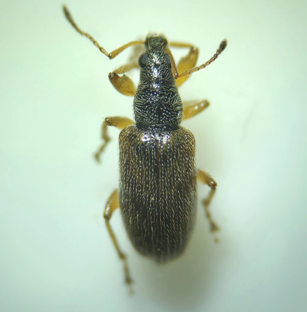 Phyllobius oblongus - közönséges levélormányos