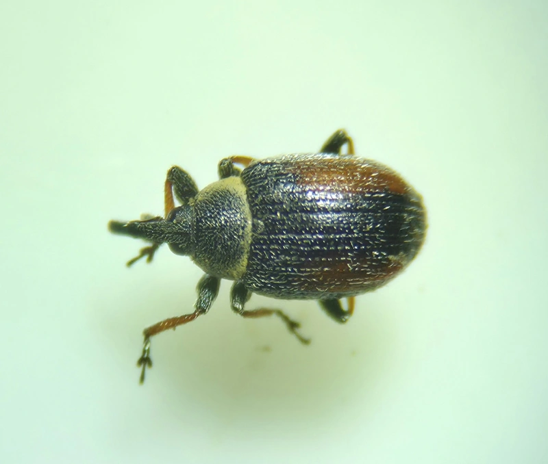 Gymnetron villosulum - virágrontó veronikaormányos