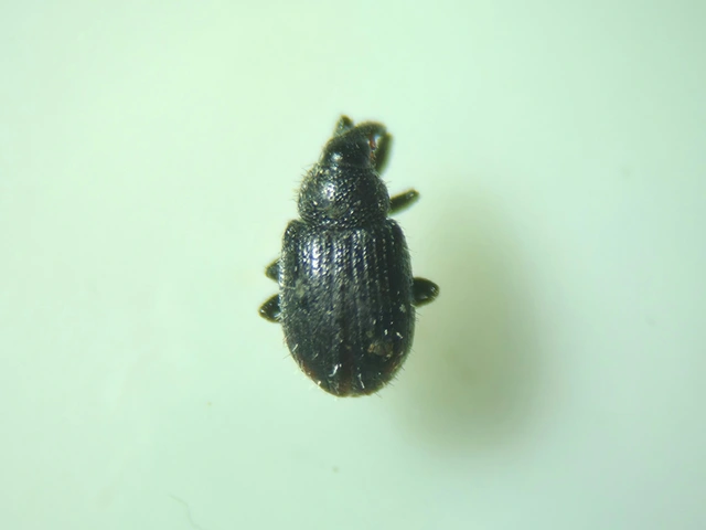 Gymnetron stimulosum - feketelábú veronikaormányos