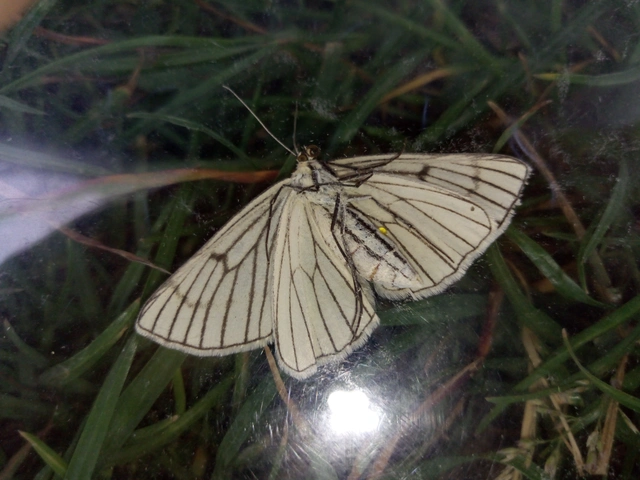 Siona lineata - vonalas fehéraraszoló