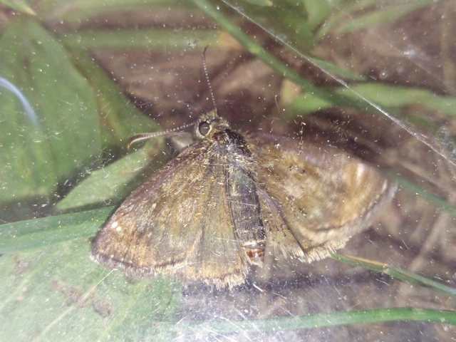 Erynnis tages - cigánylepke