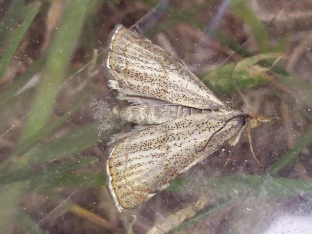 Thisanotia chrysonuchella - tavaszi fűgyökérmoly