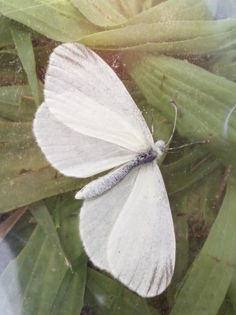 Leptidea sinapis - mustárlepke