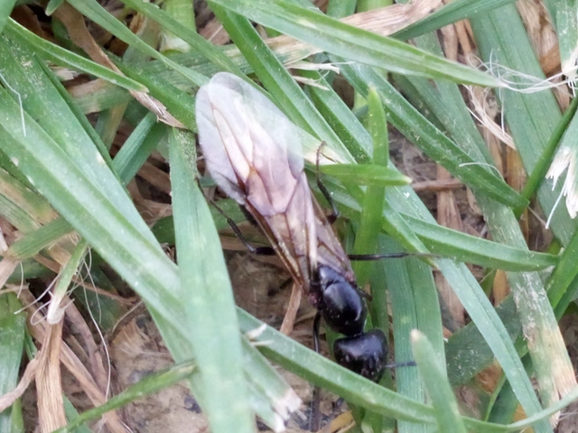 Camponotus vagus - fekete lóhangya