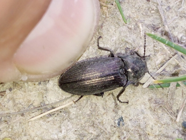 Selatosomus latus - széles pattanó