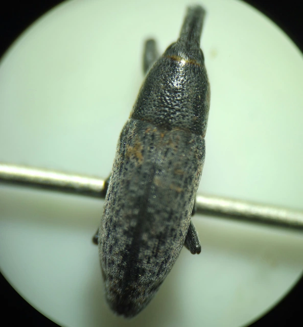 Lixus brevipes - vaskosorrú dudvabarkó
