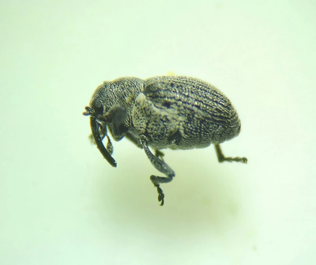 Ceutorhynchus obstrictus - repcebecő-ceutormányos