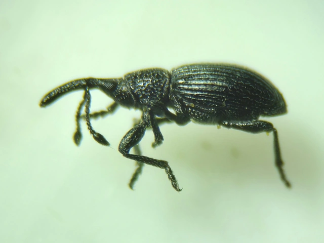 Ceratapion onopordi - szamárbogáncs-cickányormányos Ceratapion onopordi - szamárbogáncs-cickányormányos