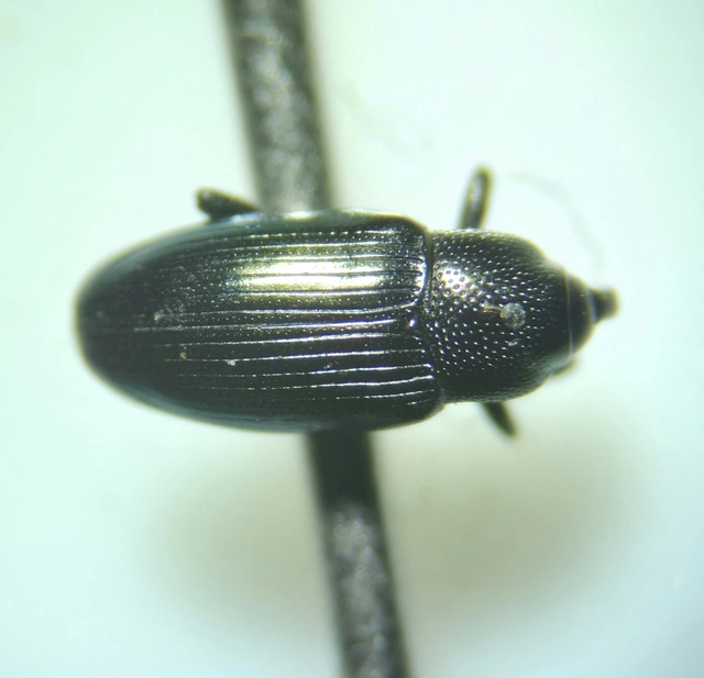 Aulacobaris caerulescens - fémes repcebáris