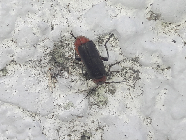Cantharis fusca - közönséges lágybogár
