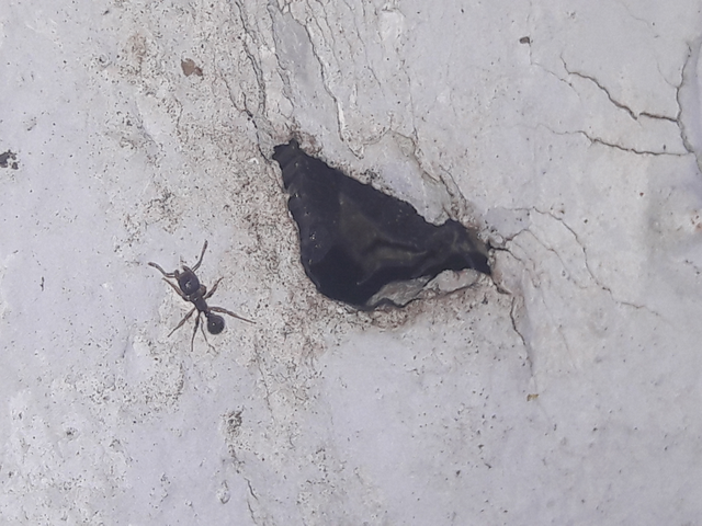 Tetramorium