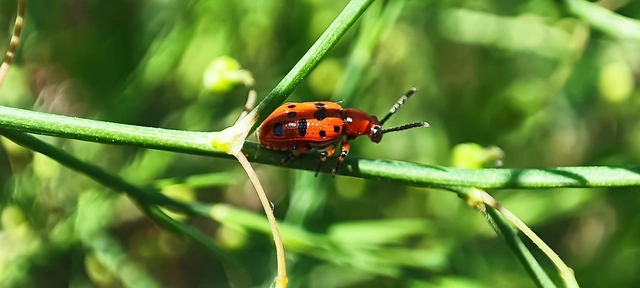 Crioceris duodecimpunctata - tizenkétpontos spárgabogár