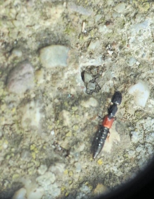 Gauropterus fulgidus - fényes rovátkásholyva