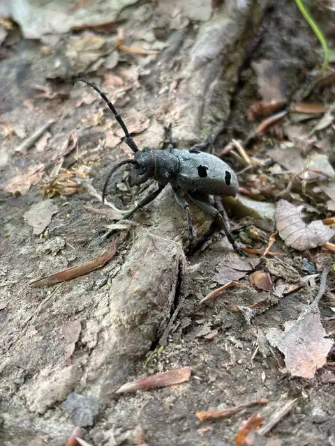 Morimus asper funereus - gyászcincér