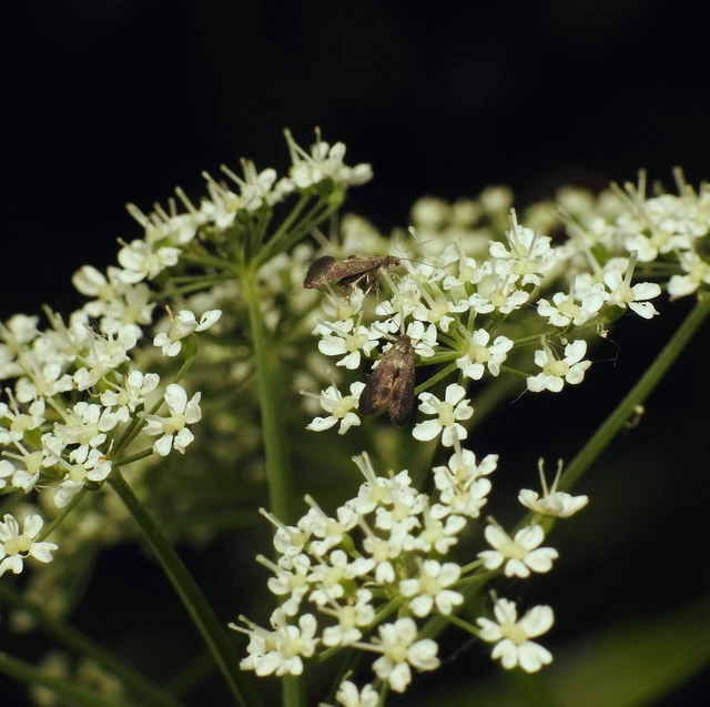 Phaulernis dentella - baraboly-íveltmoly