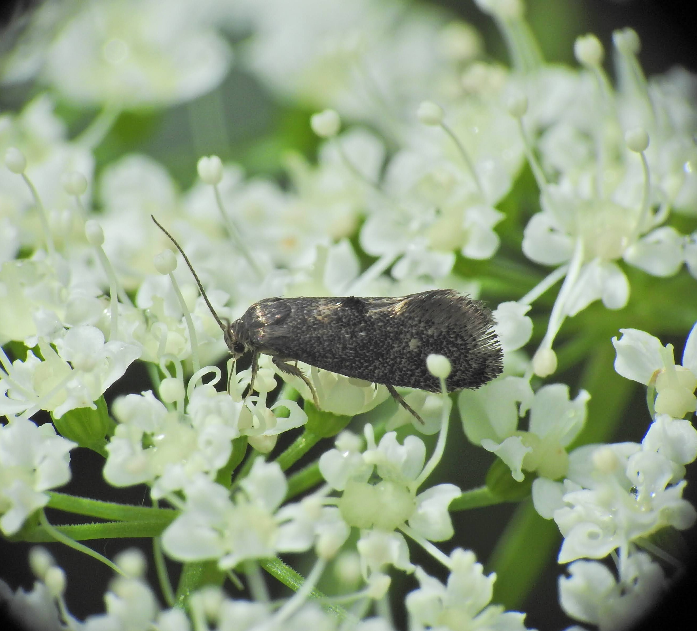 Phaulernis dentella - baraboly-íveltmoly