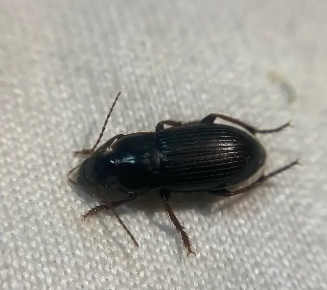 Harpalus subcylindricus - keskeny lomhafutó