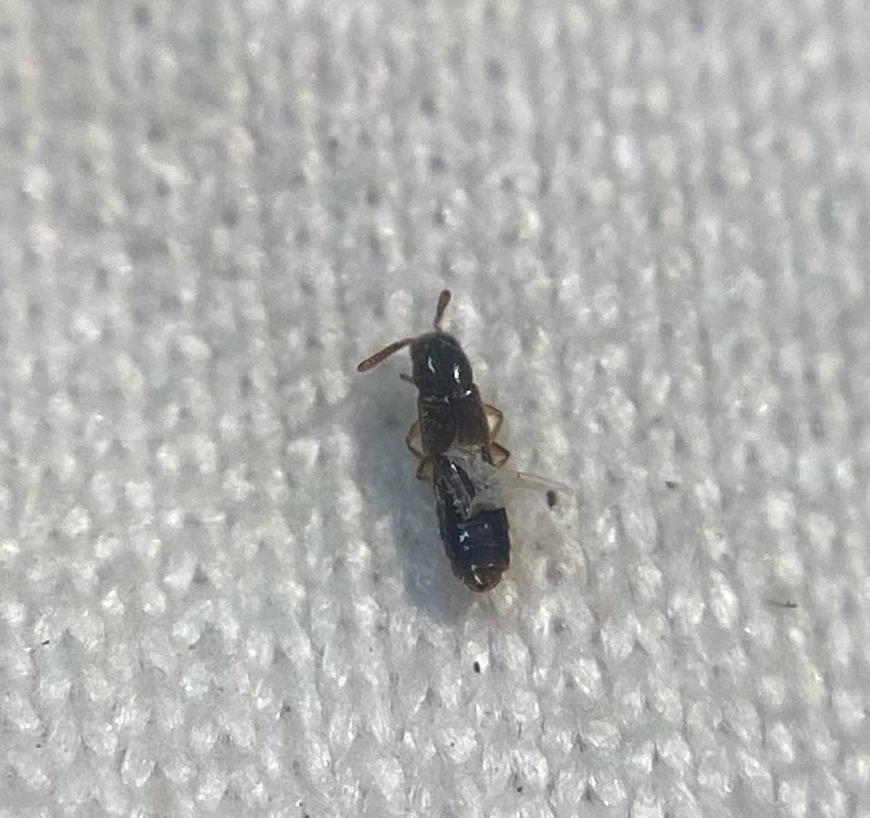Alevonota gracilenta - törékeny humuszholyva