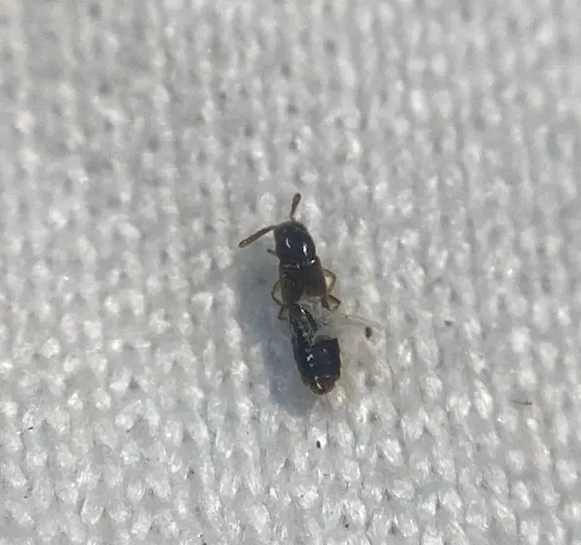 Alevonota gracilenta - törékeny humuszholyva