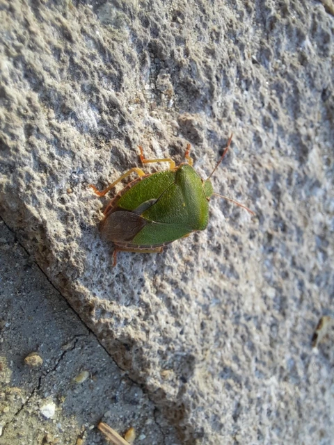 Palomena Palomena