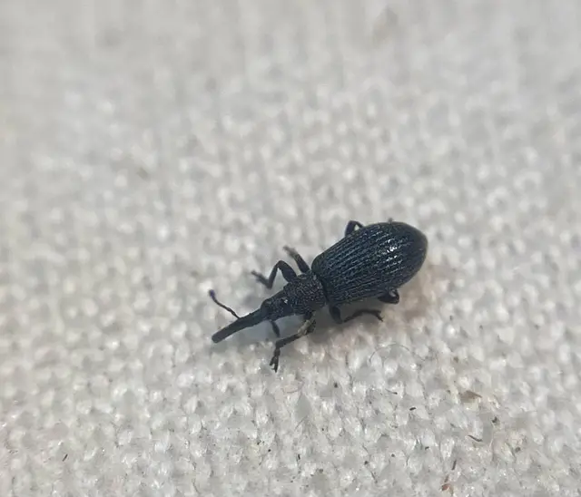 Stenopterapion meliloti - somkóró-cickányormányos