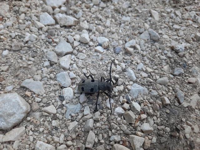 Morimus asper funereus - gyászcincér
