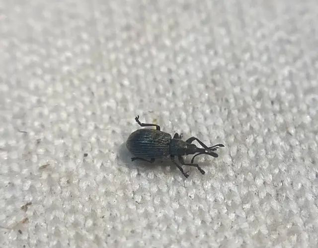 Ischnopterapion loti - szarvaskerep-cickányormányos