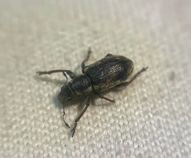 Sitona lateralis - iglice-csipkézőbogár