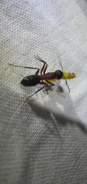 Camponotus ligniperda - faodvasító lóhangya