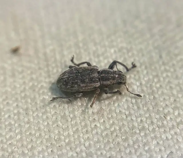 Sitona lateralis - iglice-csipkézőbogár
