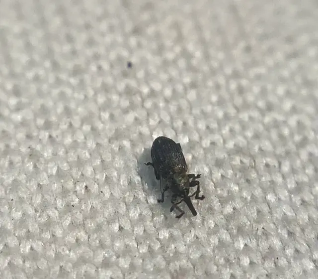 Smicronyx jungermanniae - közönséges arankaormányos