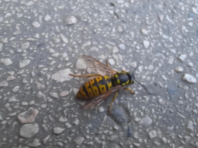 Vespula