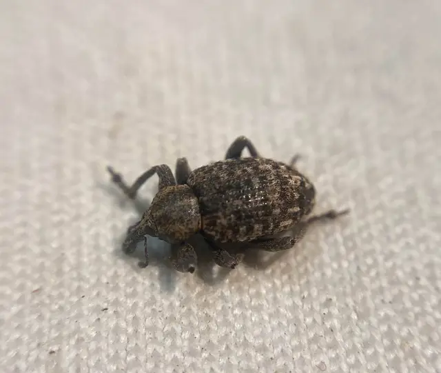 Hypera contaminata - homályos pikkelyesormányos