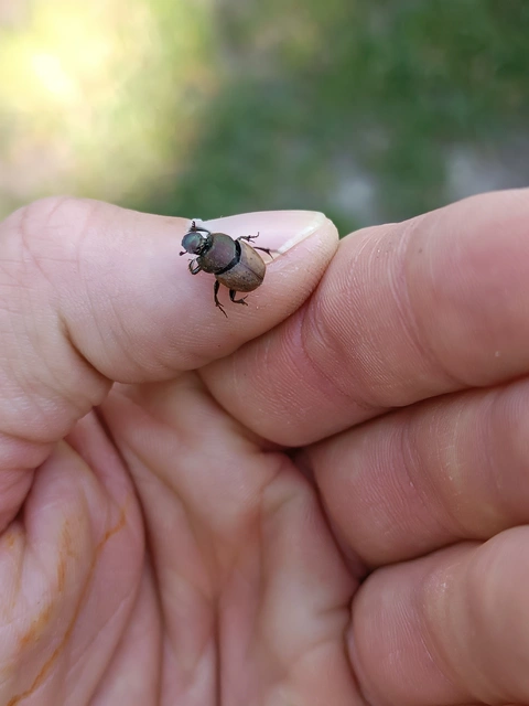 Onthophagus coenobita - rezes trágyatúró