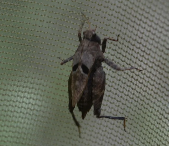 Tetrix bipunctata - kétpettyes tövishátúsáska