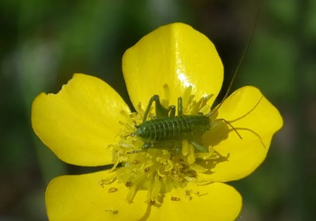 Tettigonia